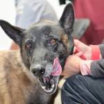 Habrá nueva jornada de esterilización en Pachuca