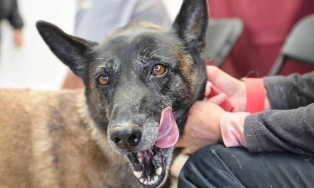 Habrá nueva jornada de esterilización en Pachuca