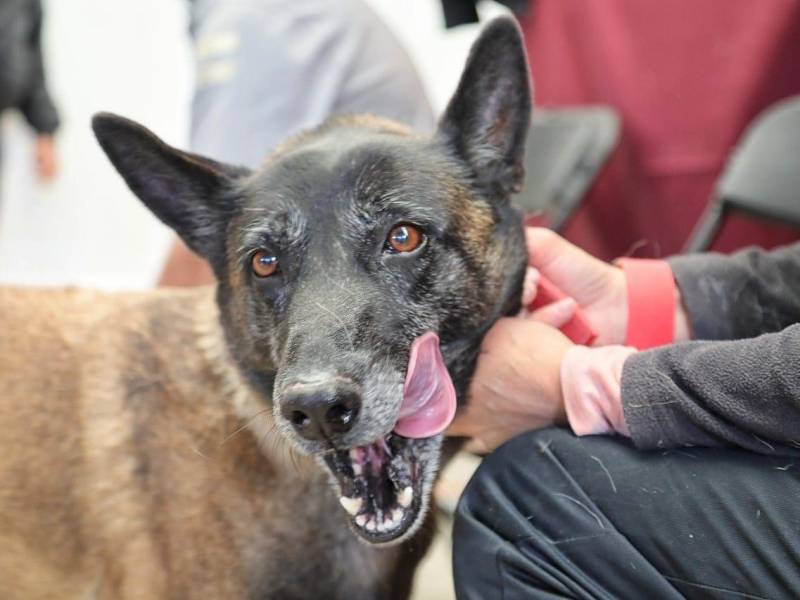 Habrá nueva jornada de esterilización en Pachuca