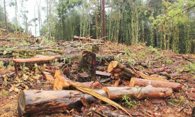 Tala clandestina afecta a 12 municipios