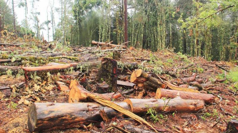 Tala clandestina afecta a 12 municipios