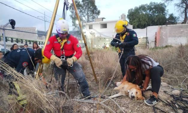 Bomberos rescatan al perro ‘Crash’ en Mineral de la Reforma