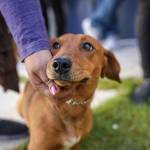 Han atendido a cerca de 2 mil animales en jornadas de esterilización en Pachuca