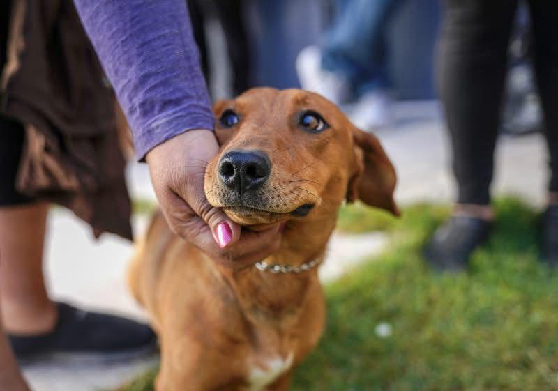 Han atendido a cerca de 2 mil animales en jornadas de esterilización en Pachuca