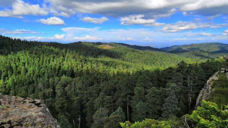 Plaga ataca zonas forestales de Hidalgo