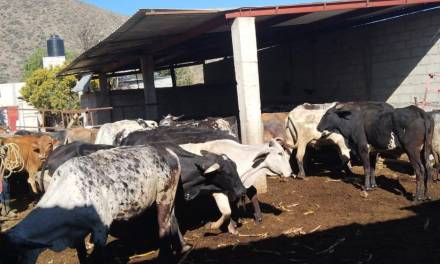 Detectan casos aislados de rabia en bovinos