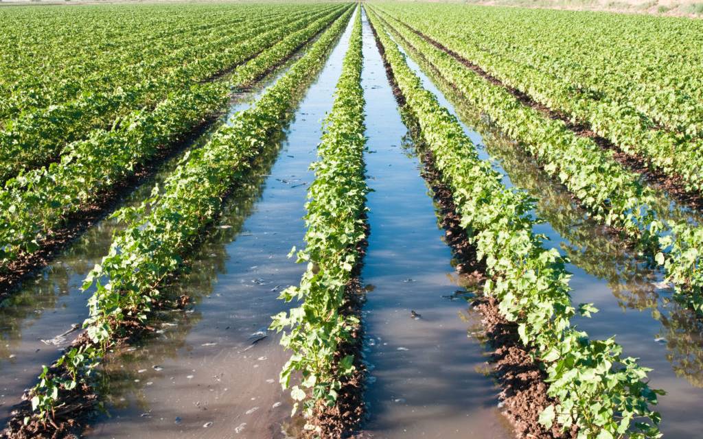 Disponen de 120 mdp para agrícolas afectados por las lluvias