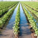 Disponen de 120 mdp para agrícolas afectados por las lluvias