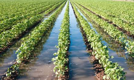 Disponen de 120 mdp para agrícolas afectados por las lluvias