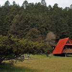 Han derribado más de 6 mil árboles en Mineral del Chico