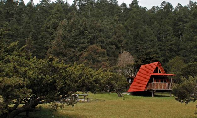 Han derribado más de 6 mil árboles en Mineral del Chico