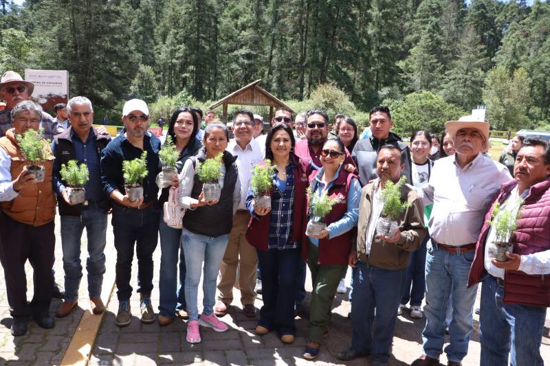 Inicia la restauración del Parque Nacional El Chico, tras plaga forestal