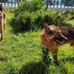 Rescatan a caninos agredidos en Pachuca
