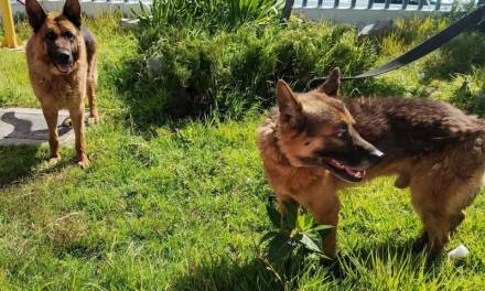 Rescatan a caninos agredidos en Pachuca