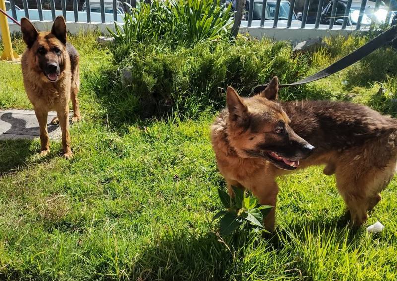 Rescatan a caninos agredidos en Pachuca