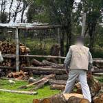 Aplican operativo contra la tala ilegal en Metzquititlán