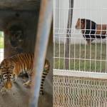 Aseguran 4  felinos salvajes en colonia de Pachuca