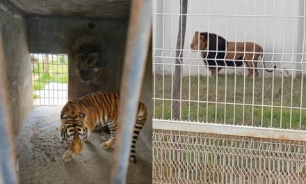 Aseguran 4  felinos salvajes en colonia de Pachuca