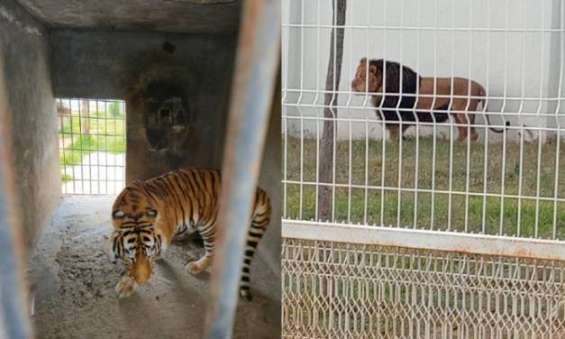 Aseguran 4  felinos salvajes en colonia de Pachuca