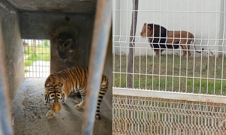 Aseguran 4  felinos salvajes en colonia de Pachuca