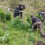Asegura en Tepeji del Río un plantío de marihuana