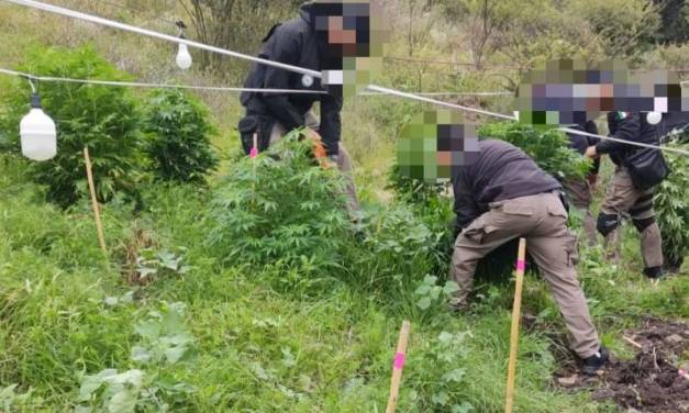 Asegura en Tepeji del Río un plantío de marihuana