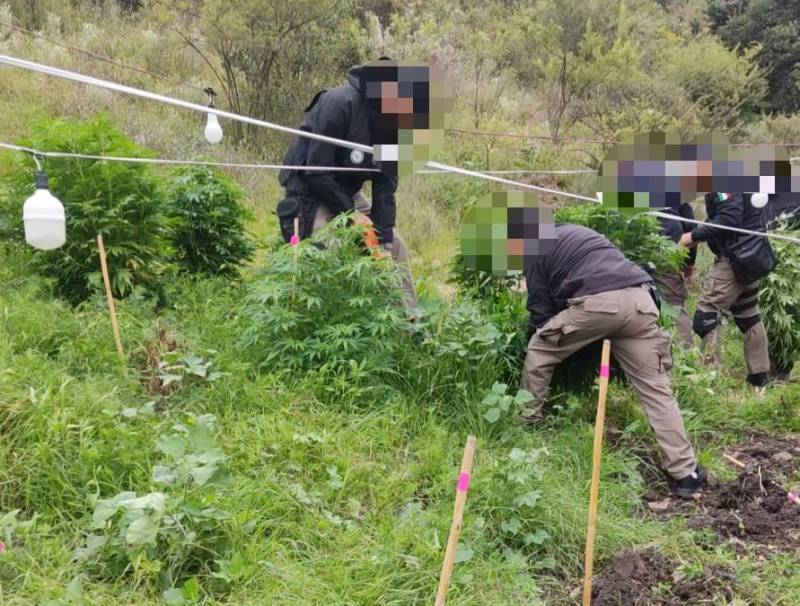 Asegura en Tepeji del Río un plantío de marihuana