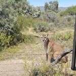 Avistan puma en San Agustín Tlaxiaca