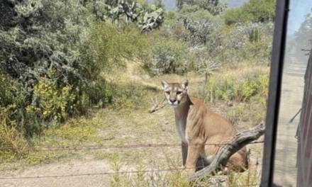 Avistan puma en San Agustín Tlaxiaca