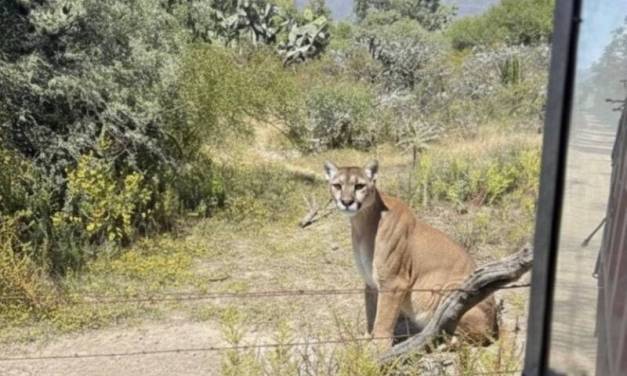 Avistan puma en San Agustín Tlaxiaca