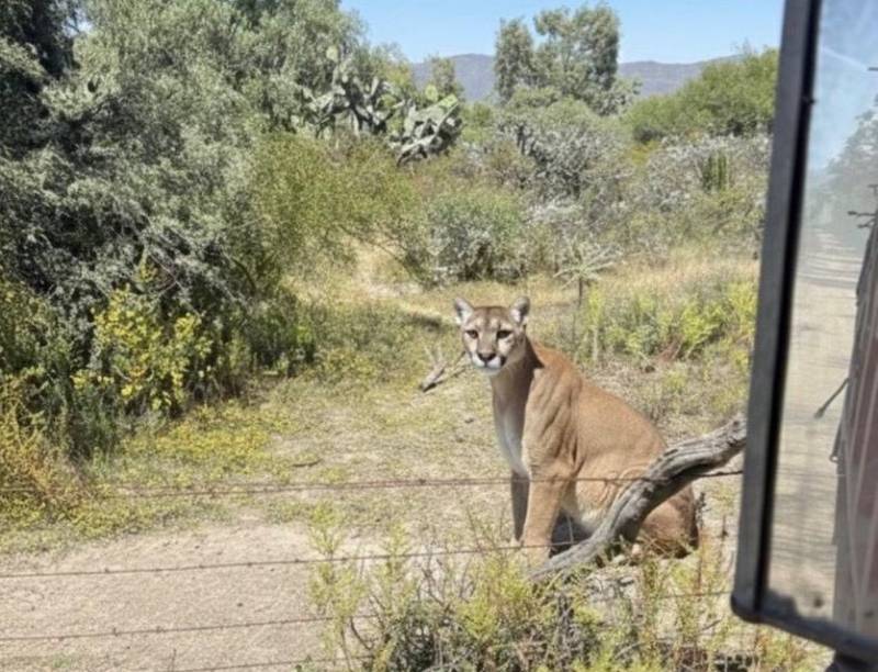 Avistan puma en San Agustín Tlaxiaca