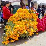 Comerciantes reportan baja venta en flor de cempasúchil