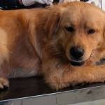 Rescatan canino en situación insalubre