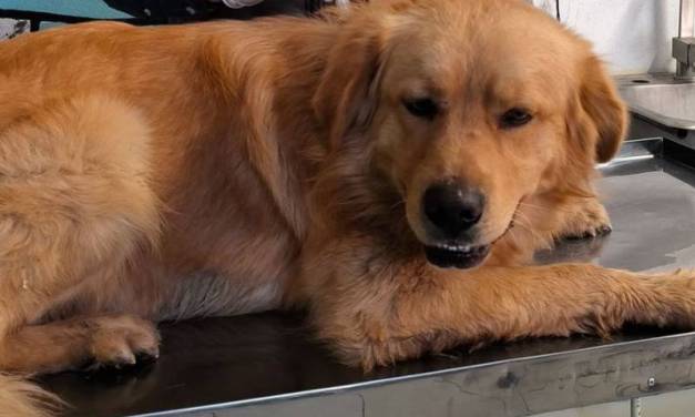 Rescatan canino en situación insalubre