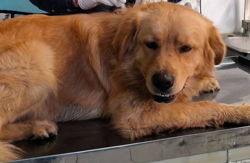 Rescatan canino en situación insalubre
