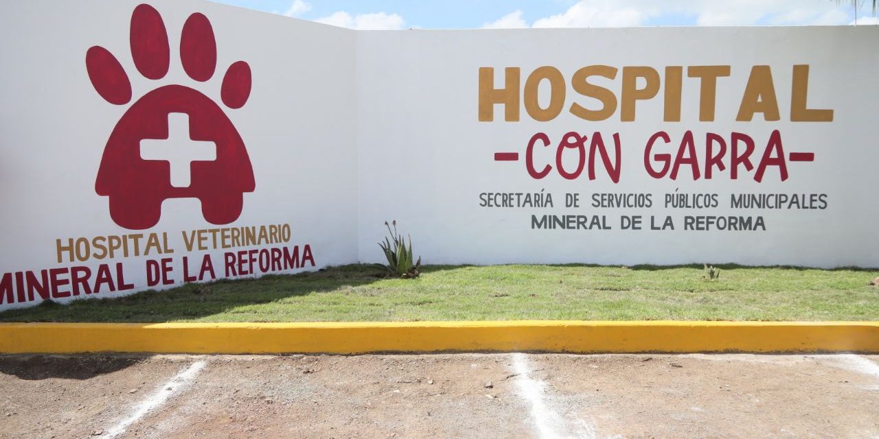 Mineral de la Reforma recibió 400 denuncias por maltrato animal