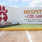 Mineral de la Reforma recibió 400 denuncias por maltrato animal