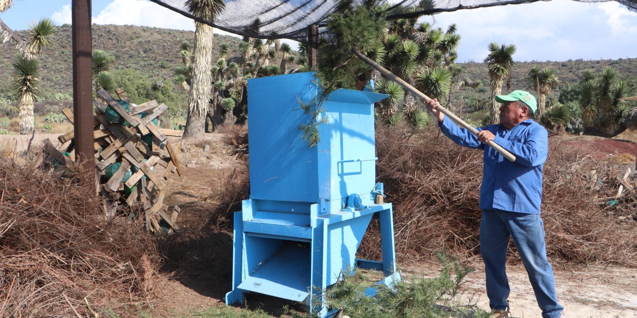Impulsan campaña de reciclaje de árboles de Navidad