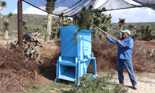 Impulsan campaña de reciclaje de árboles de Navidad