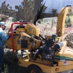 Hacen composta con árboles de Navidad 