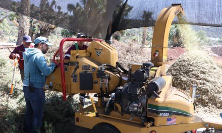 Hacen composta con árboles de Navidad 