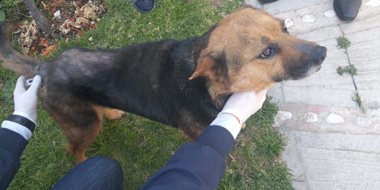 Rescatan a canina tras denuncia por crueldad animal