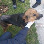 Rescatan a canina tras denuncia por crueldad animal