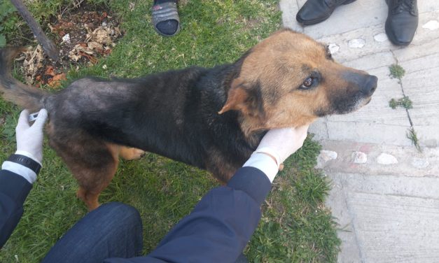 Rescatan a canina tras denuncia por crueldad animal