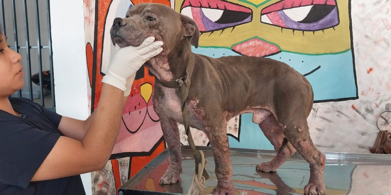 Rescatan a dos caninos en situación de descuido en Mineral de la Reforma