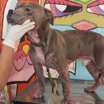 Rescatan a dos caninos en situación de descuido en Mineral de la Reforma