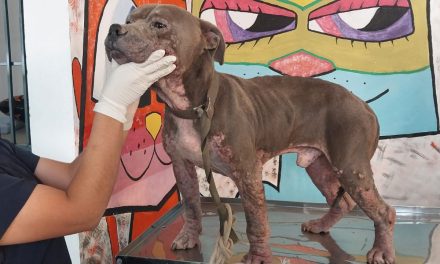 Rescatan a dos caninos en situación de descuido en Mineral de la Reforma