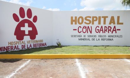 En Mineral de la Reforma, 572 denuncias por maltrato animal