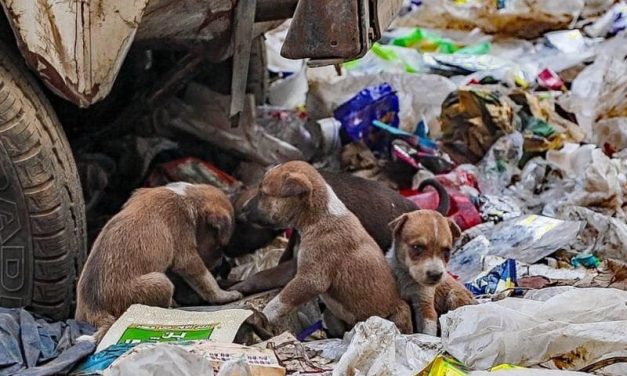 Casi 600 denuncias por maltrato animal en Mineral de la Reforma