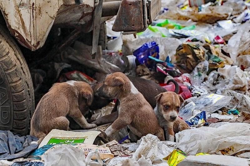 Casi 600 denuncias por maltrato animal en Mineral de la Reforma